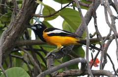 Icterus icterus