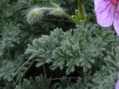 Erodium foetidum