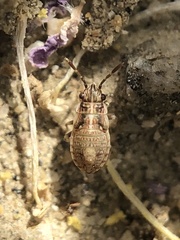 Nysius raphanus