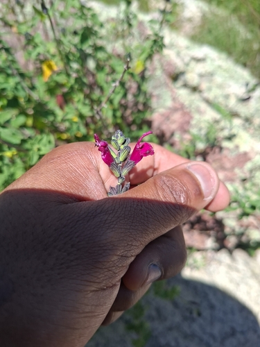 Salvia macellaria