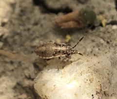 Nysius raphanus