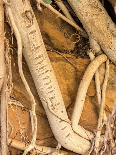 Ficus burtt-davyi