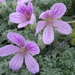 Erodium foetidum - Photo (c) Thomas Koffel, some rights reserved (CC BY), uploaded by Thomas Koffel