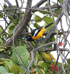 Icterus icterus