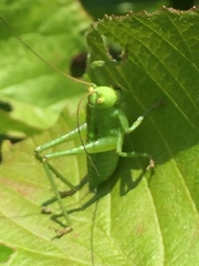 Tettigonia orientalis