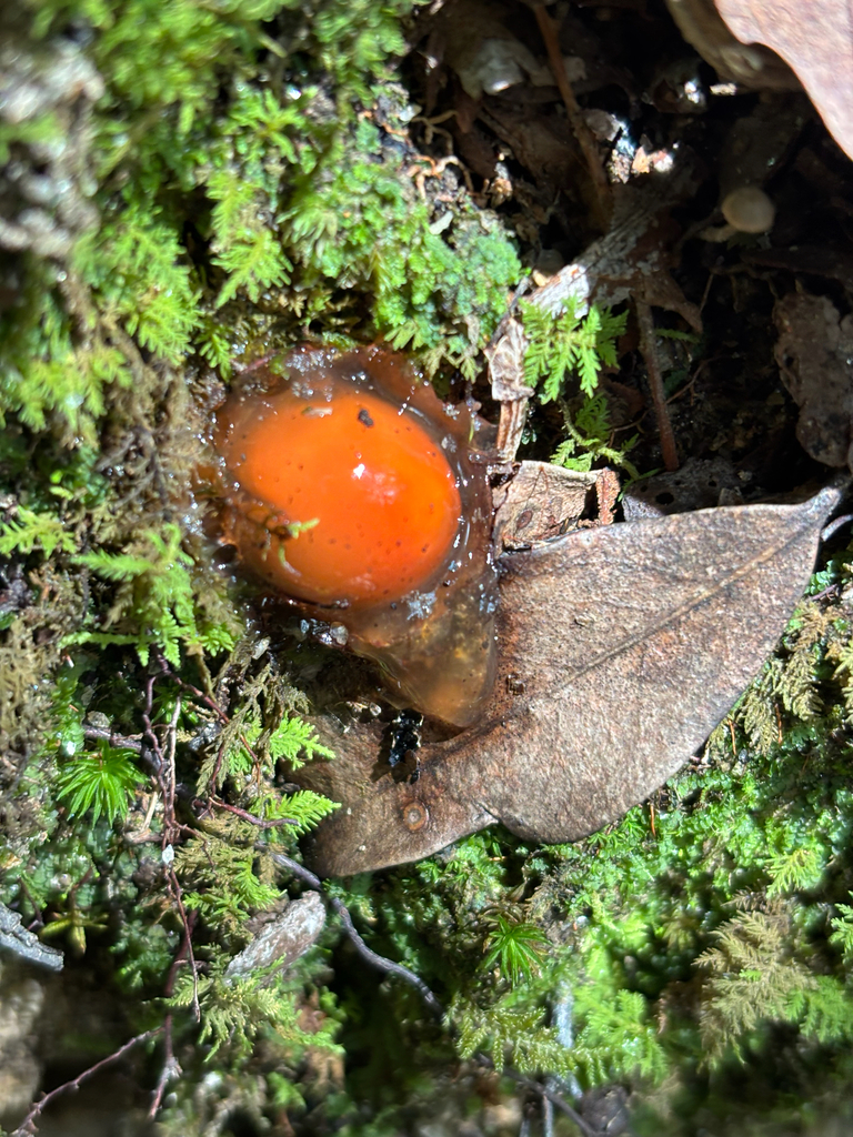 stalked puffball-in-aspic · July 2026 · photo: Photo: (c) Scott Cave, some rights reserved (CC BY) · iNaturalist