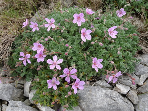 Rock stork's-bill (Erodium foetidum)