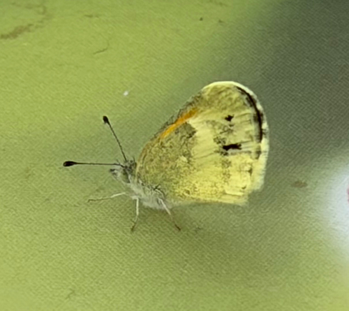 Dainty Sulphur, NW 192nd Terr, Miami Gardens, FL, US, photo 9 of 10