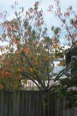 Prunus persica nucipersica