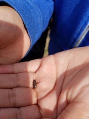 Armadillidium vulgare