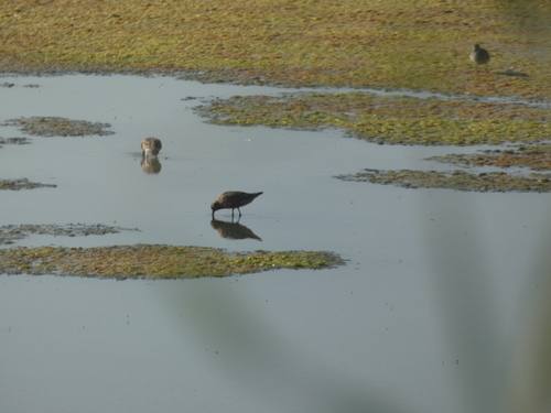 iNaturalist image