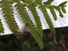 Thysanoidma stellata