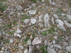 Tulipa sylvestris australis