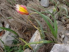 Tulipa sylvestris australis
