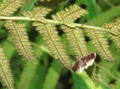 Thysanoidma stellata