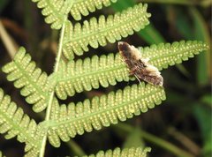 Thysanoidma stellata