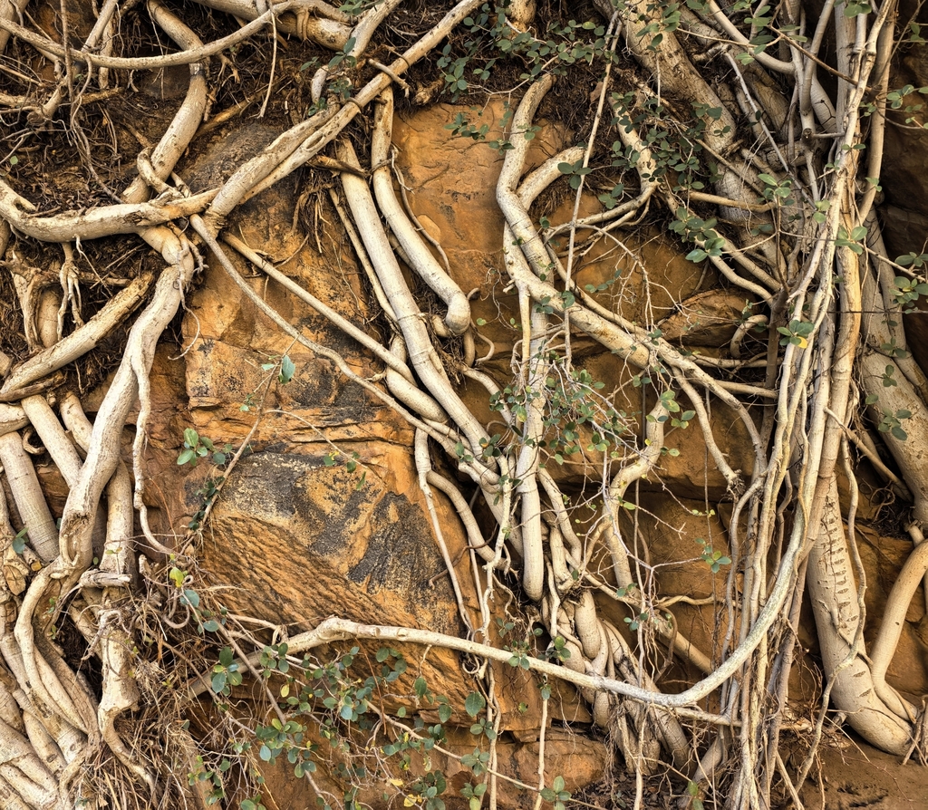 Ficus burtt-davyi; photograph author not stated, no rights reserved