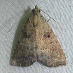 Arugisa latiorella