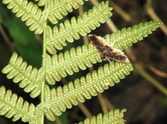 Thysanoidma stellata