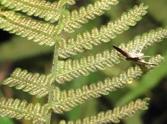 Thysanoidma stellata