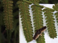 Thysanoidma stellata