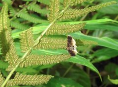 Thysanoidma stellata