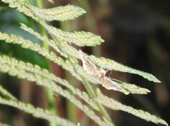 Thysanoidma stellata
