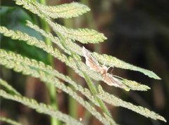 Thysanoidma stellata