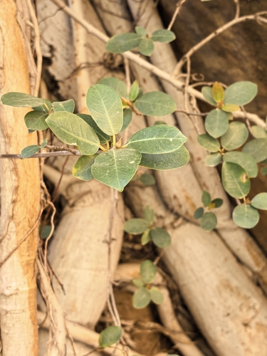 Ficus burtt-davyi, photograph 2