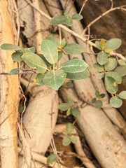 author not stated, no rights reserved Ficus burtt-davyi, photograph author not stated, no rights reserved