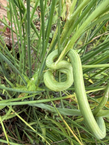 iNaturalist observation photo of Gall Wasps and Allies