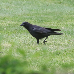 Corvus brachyrhynchos