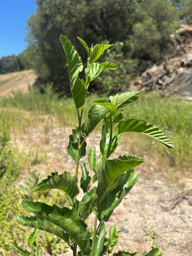 Alnus rhombifolia, photograph 5