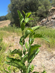 (c) Corey Shake, some rights reserved (CC BY) Alnus rhombifolia, photograph (c) Corey Shake, some rights reserved (CC BY)