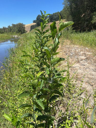 Alnus rhombifolia, photograph 3