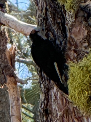 iNaturalist observation photo of White-headed Woodpecker