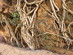 author not stated, no rights reserved Ficus burtt-davyi, photograph author not stated, no rights reserved