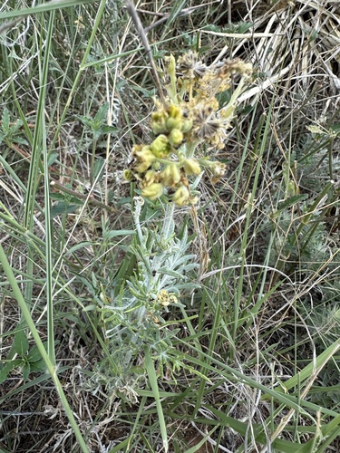 Hymenopappus flavescens observed 2026-07-22