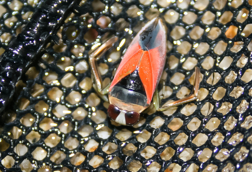 Notonecta lobata