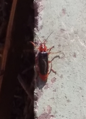 Cantharis annularis