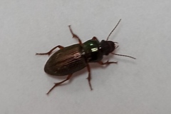 Harpalus affinis