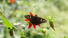 Apyrrothrix araxes araxes