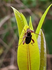 Phymatodes infuscatus