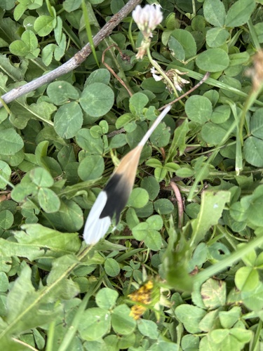 Killdeer