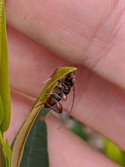Phymatodes infuscatus