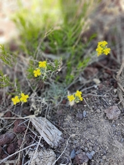 Physaria intermedia