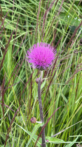 Melancholy Thistle