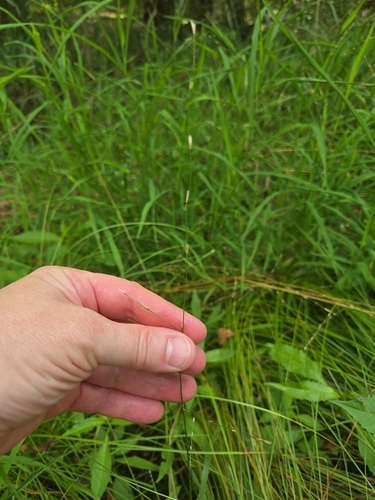 Glyceria septentrionalis observed 2026-07-22