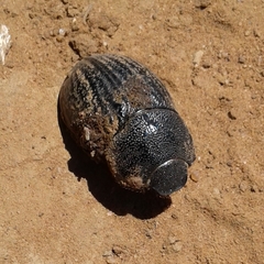 Phyllophaga cribrosa
