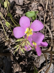 Sabatia campestris